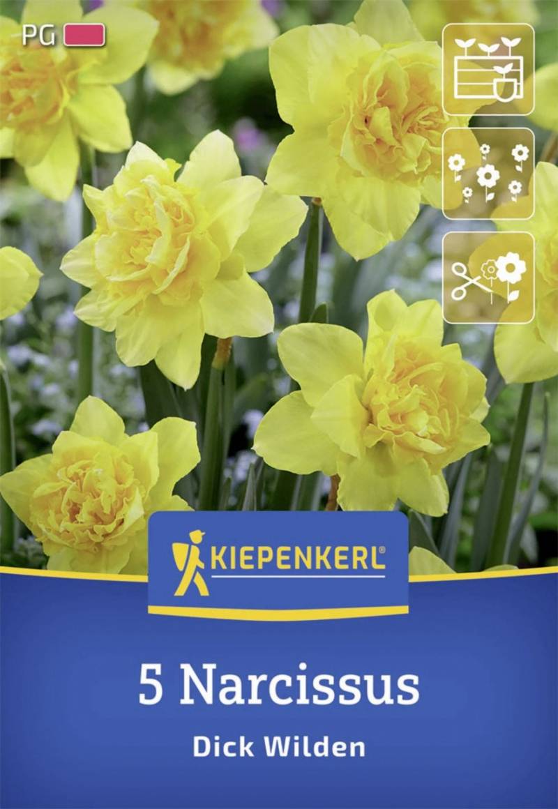 Kiepenkerl Herbstblumenzwiebel Narzisse Dick Wilden 5 Stück Kiepenkerl Herbstblumenzwiebel Narzisse Dick Wilden 5 Stück von Kiepenkerl