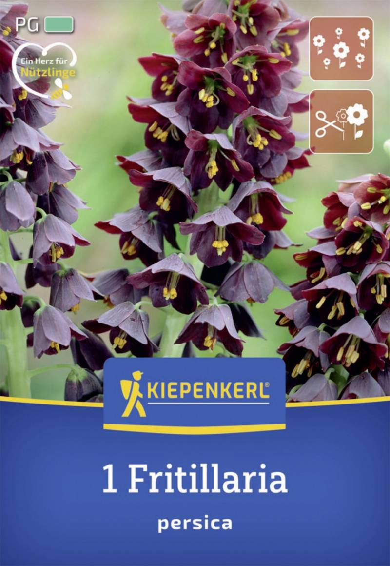 Kiepenkerl Herbstblumenzwiebel Persische Kaiserkrone 1 Stück von Kiepenkerl
