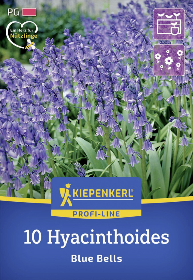 Kiepenkerl Herbstblumenzwiebel Profi-Line Hasenglöckchen Blue Bells 10 Stück Kiepenkerl Herbstblumenzwiebel Profi-Line Hasenglöckchen Blue Bells 10 Stück von Kiepenkerl