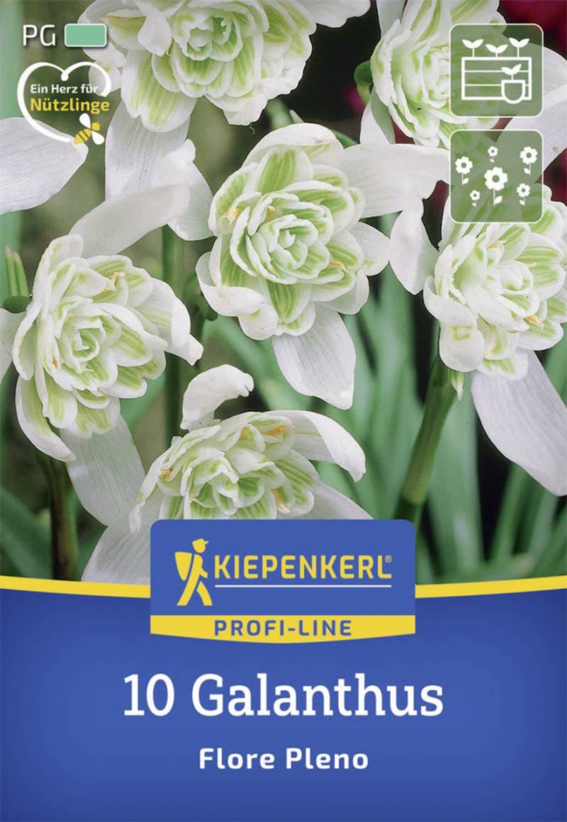 Kiepenkerl Herbstblumenzwiebel Profi-Line Schneeglöckchen Flore Pleno 10 Stück von Kiepenkerl