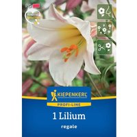 Kiepenkerl Herbstblumenzwiebel Profi-Line Trompetenlilie Lilium regale 1 Stück Kiepenkerl Herbstblumenzwiebel Profi-Line Trompetenlilie Lilium regale 1 Stück von Kiepenkerl