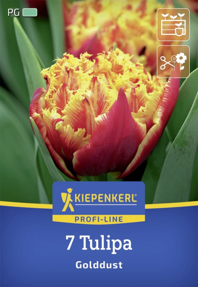 Kiepenkerl Herbstblumenzwiebel Profi-Line Tulpe Golddust 7 Stück von Kiepenkerl