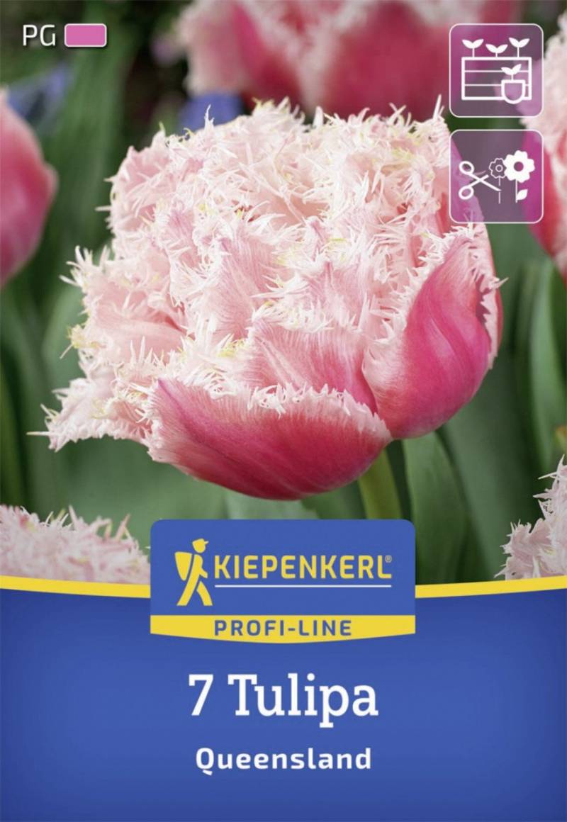 Kiepenkerl Herbstblumenzwiebel Profi-Line Tulpe Queensland 7 Stück von Kiepenkerl