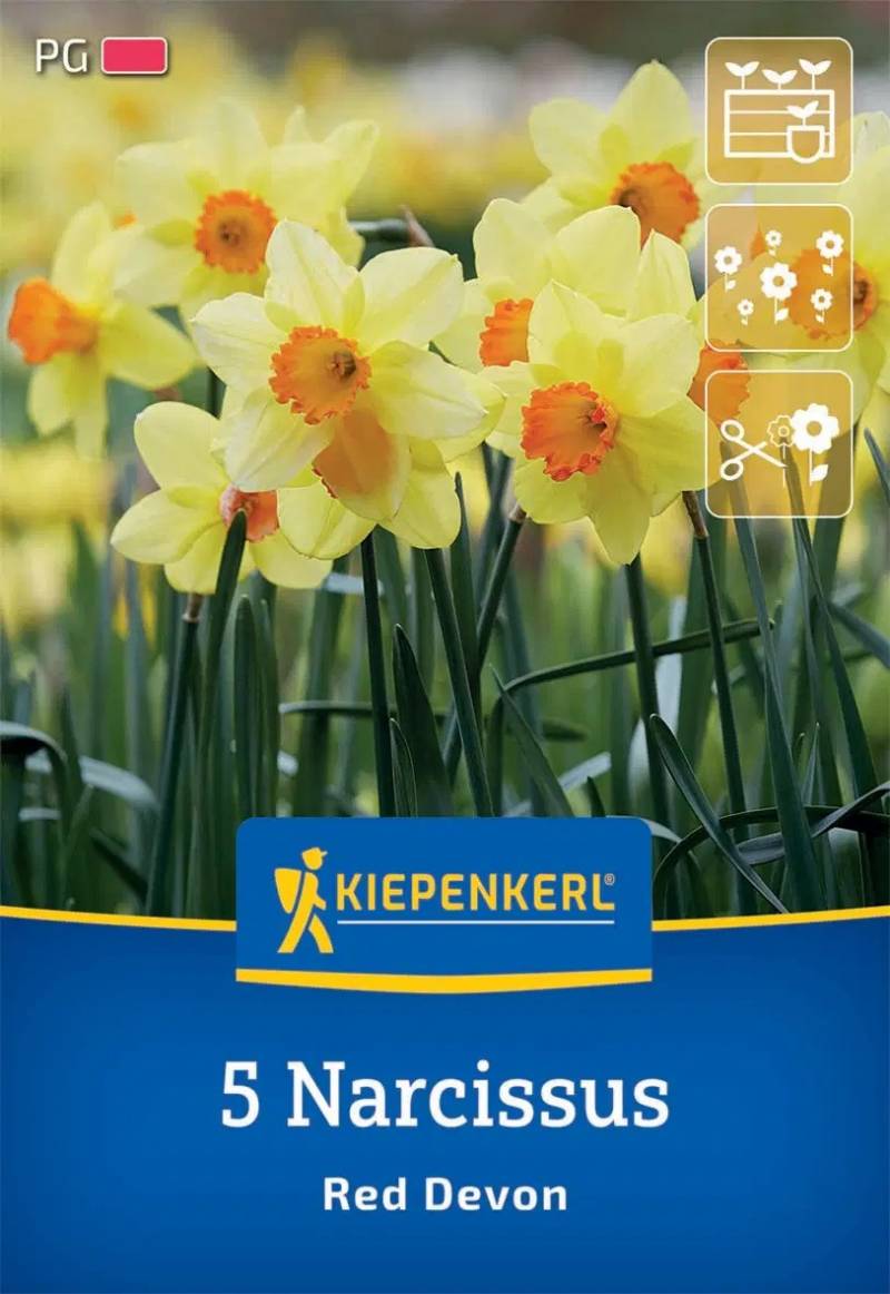 Kiepenkerl Herbstblumenzwiebel Trompeten-Narzisse Red Devon 5 Stück von Kiepenkerl