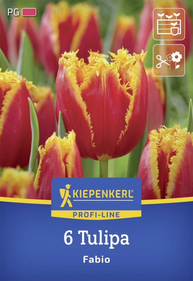 Kiepenkerl Herbstblumenzwiebel Tulpe Fabio 6 Stück von Kiepenkerl