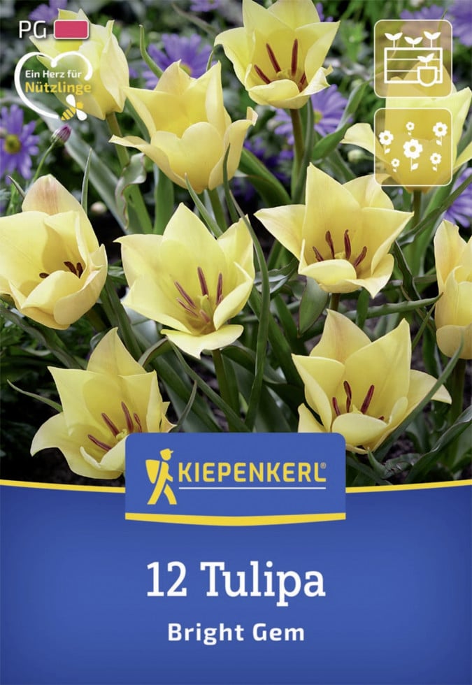 Kiepenkerl Herbstblumenzwiebel Wildtulpe Bright Gem 12 Stück Kiepenkerl Herbstblumenzwiebel Wildtulpe Bright Gem 12 Stück von Kiepenkerl