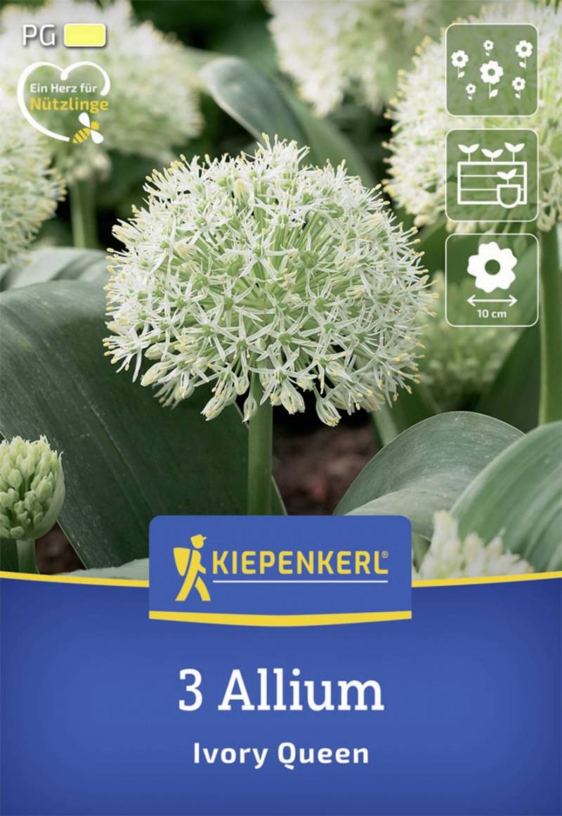 Kiepenkerl Herbstblumenzwiebel Zierlauch Ivory Queen 3 Stück von Kiepenkerl