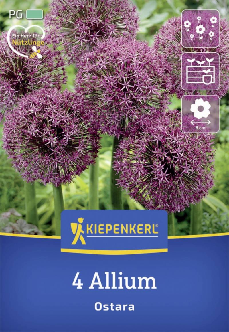 Kiepenkerl Herbstblumenzwiebel Zierlauch Ostara 4 Stück von Kiepenkerl