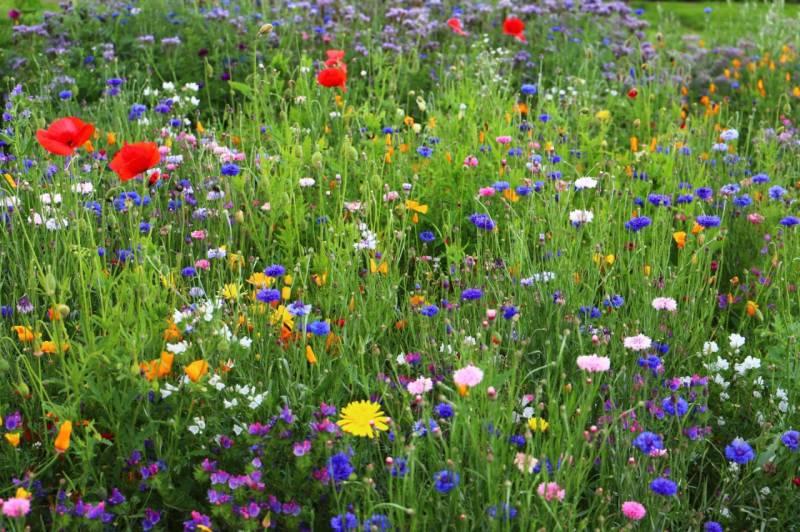 Kiepenkerl Insektenparadies einjährig von Kiepenkerl