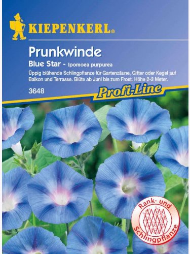 Ipomoea purpurea Prunkwinde Blue Star hellblau gesternt von Kiepenkerl