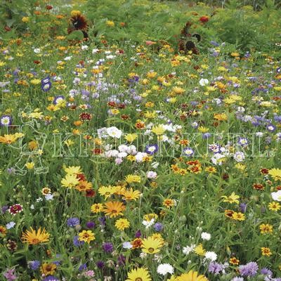 Kiepenkerl Karnevalsmischung einjährige Blumensamen von Kiepenkerl