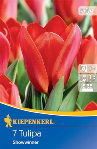 Kiepenkerl Kaufmanniana-Tulpe Showwinner - Blumenzwiebeln für farbenfrohe Frühlingsbeete, Ideal für Kübel und Kästen, Rot von Kiepenkerl