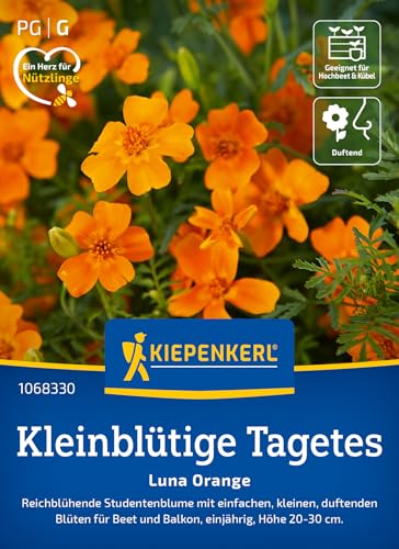 Kiepenkerl Kleinblütige Tagetessamen Luna Orange 1068330 - Studentenblume für Beet und Balkon für eine üppige Blütenpracht - Pflanzen, Blumensamen, Saatgut Kiepenkerl Kleinblütige Tagetessamen Luna Orange 1068330 - Studentenblume für Beet und Balkon für eine üppige Blütenpracht - Pflanzen, Blumensamen, Saatgut von Kiepenkerl