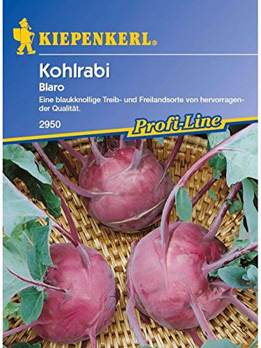 Kiepenkerl Kohlrabi Blaro Blau von Kiepenkerl