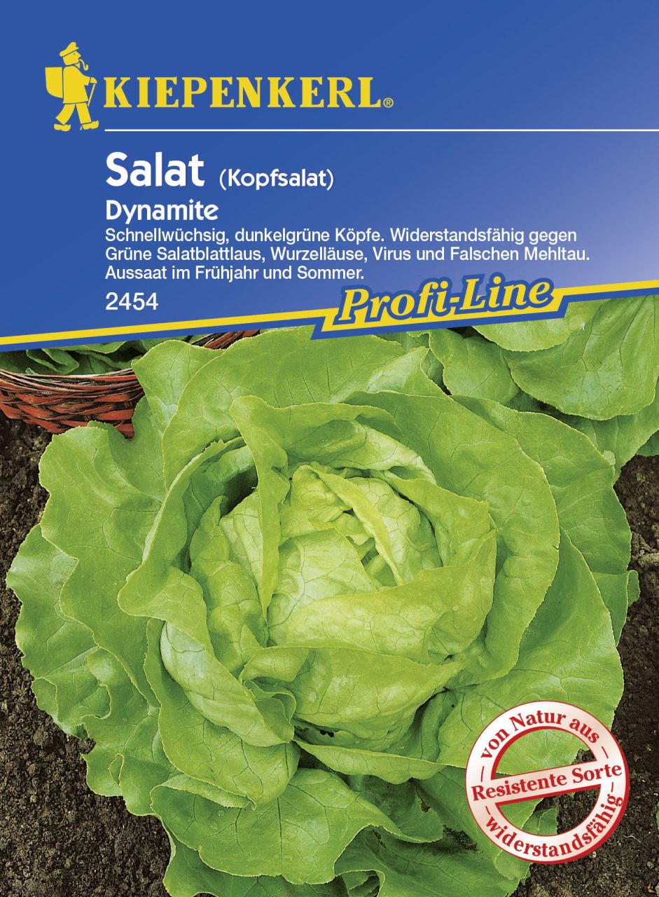 Kiepenkerl Kopfsalat Dynamite Lactuca sativa var. capitata, Inhalt: ca. 150 Pflanzen von Kiepenkerl