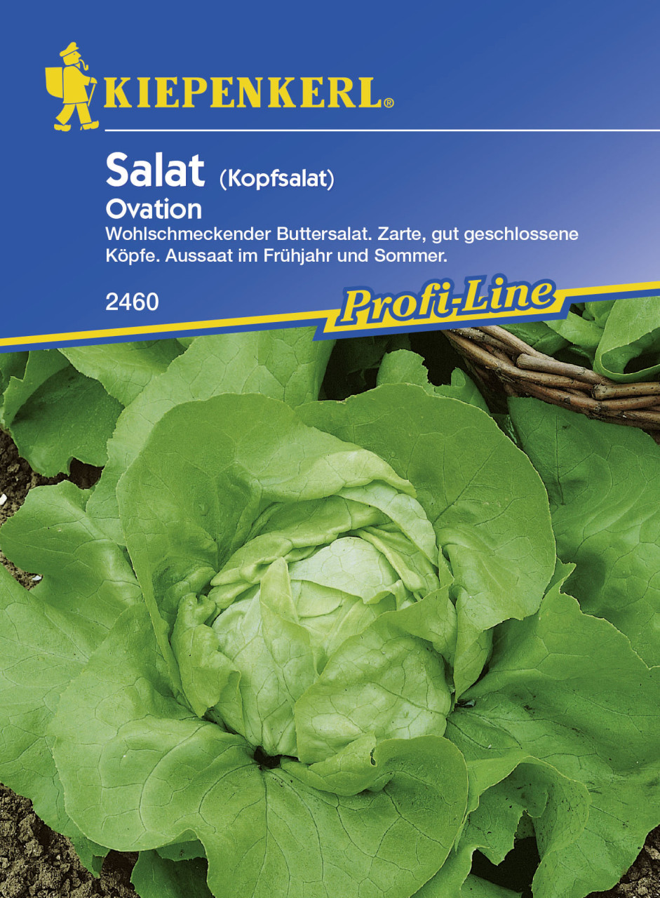 Kiepenkerl Kopfsalat Ovation Lactuca sativa var. capitata, Inhalt: ca. 90 Pflanzen von Kiepenkerl