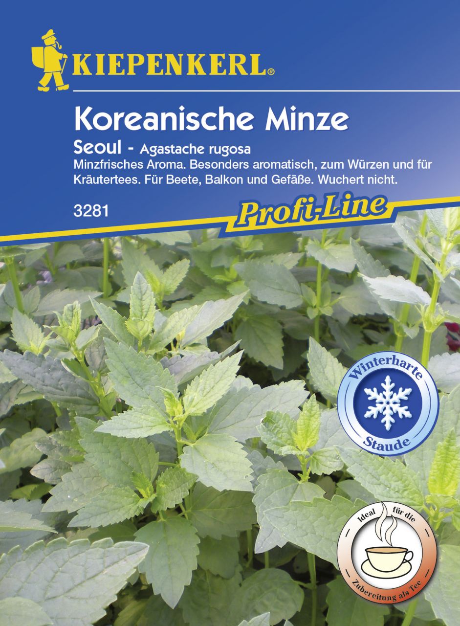 Kiepenkerl Koreanische Minze Seoul - 10 Töpfe von Kiepenkerl