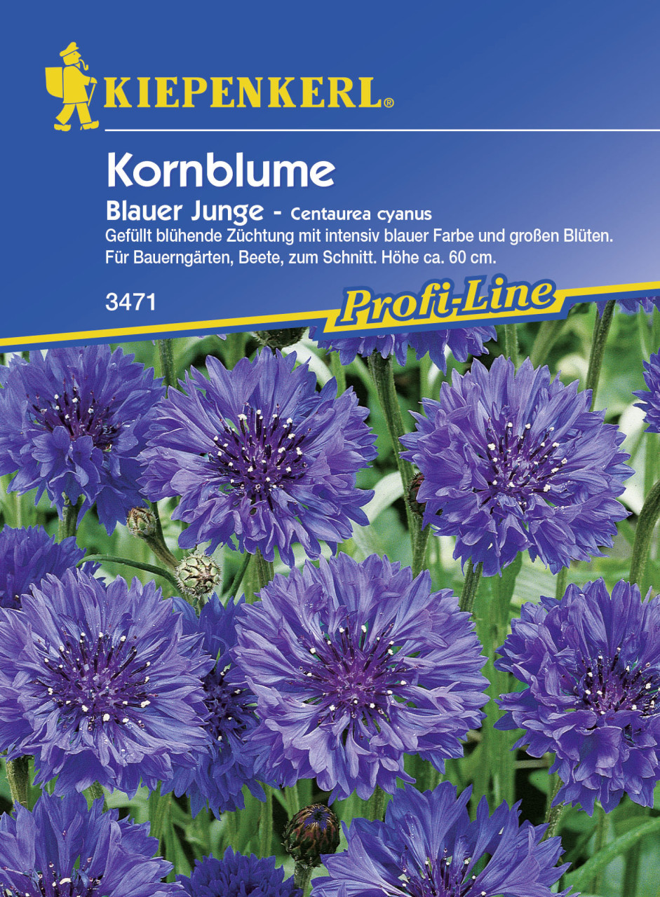 Kiepenkerl Kornblume Blauer Junge Centaurea cyanus, Inhalt: ca. 60 Pflanzen von Kiepenkerl