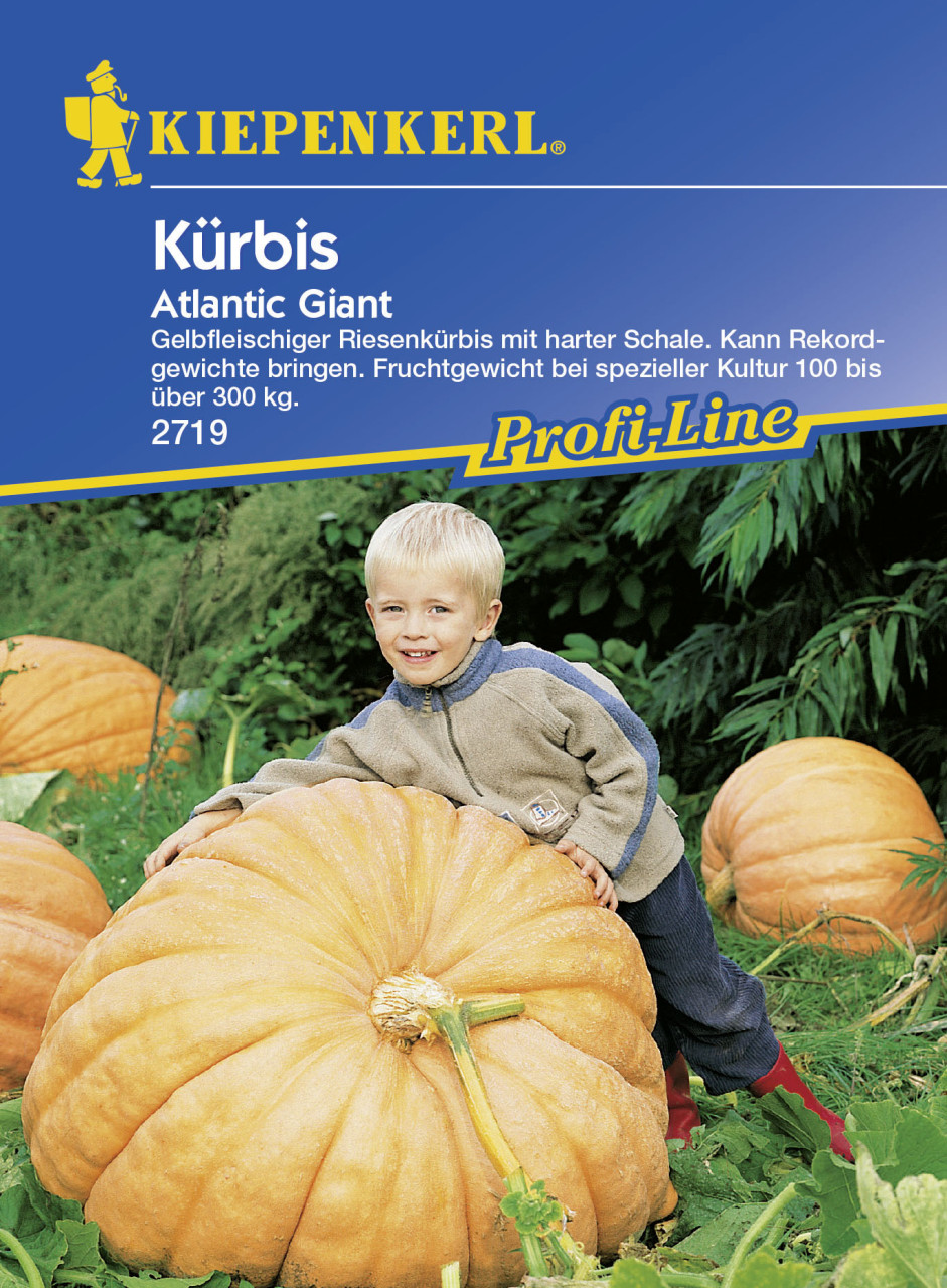 Kiepenkerl Kürbis Atlantic Giant Cucurbita maxima, Inhalt: ca. 5 Pflanzen von Kiepenkerl