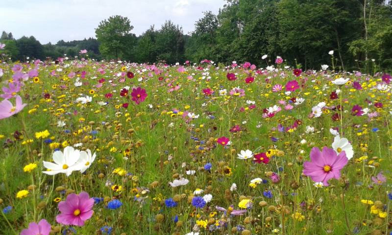 Kiepenkerl Ländliche Blütenwelle einjährige Blumensamen von Kiepenkerl