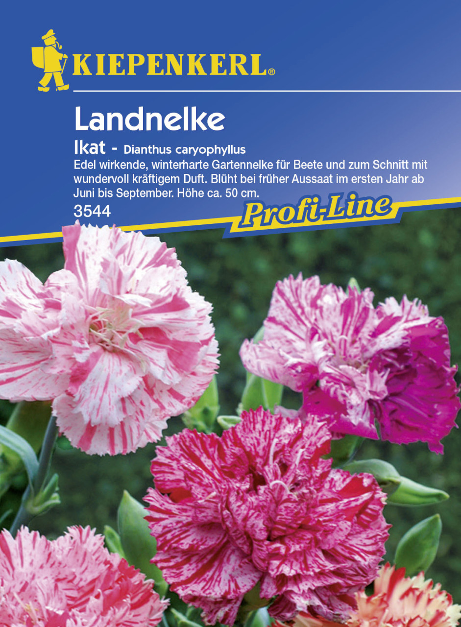 Kiepenkerl Landnelke Ikat Dianthus caryophyllus, Inhalt: ca. 100 Pflanzen von Kiepenkerl