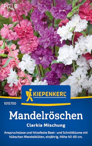 Kiepenkerl Mandelröschensamen Clarkia Mischung 1015700 - Blumensamen Mischung für Beet und Schnittblumen mit Inhalt für 150 Pflanzen - Blumenwiese, Saatgut Kiepenkerl Mandelröschensamen Clarkia Mischung 1015700 - Blumensamen Mischung für Beet und Schnittblumen mit Inhalt für 150 Pflanzen - Blumenwiese, Saatgut von Kiepenkerl