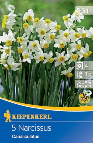 Kiepenkerl Miniatur-Tazetten-Narzisse 'Canaliculatus' 507975 - Duftende Narzissen Zwiebeln, Reichblühend, Ideal für Garten & Kübel, Weiße Blüten von Kiepenkerl