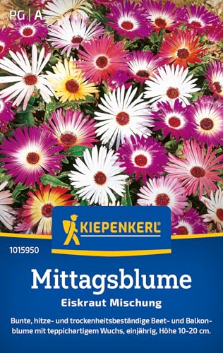 Kiepenkerl Mittagsblumensamen Eiskraut Mischung 1015950 – Einjährige Blumenmischung mit einer Wuchshöhe von 10 bis 20cm und einem Inhalt für 100 Pflanzen - Saatgut Kiepenkerl Mittagsblumensamen Eiskraut Mischung 1015950 – Einjährige Blumenmischung mit einer Wuchshöhe von 10 bis 20cm und einem Inhalt für 100 Pflanzen - Saatgut von Kiepenkerl