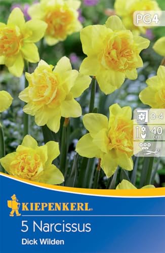 Kiepenkerl Narzisse Dick Wilden - Hochwertige Blumenzwiebeln für Farbenpracht im Frühling, Ideal als Schnittblume, Wühlmäuse-resistent von Kiepenkerl