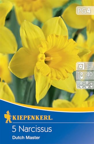 Kiepenkerl Narzisse Dutch Master - Goldgelbe Blumenzwiebeln, Ideal als Schnittblume, Widerstandsfähig gegen Wildtierfraß von Kiepenkerl