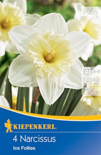 Kiepenkerl Narzisse Ice Follies - Blumenzwiebeln für Großkronige Narzissen, Ideal als Schnittblume, Mäusesicher von Kiepenkerl