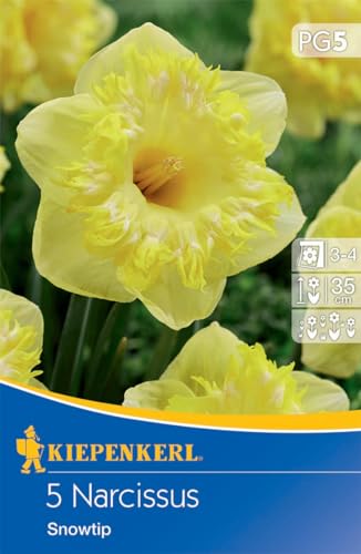 Kiepenkerl Narzisse Snowtip - Großkronige Blumenzwiebeln, Duftende Schnittblumen, Ideal für Herbstpflanzung, Zitronengelbe Blüte mit Weiß von Kiepenkerl