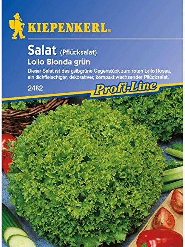 Kiepenkerl Pflücksalat Lollo Bionda grün von Kiepenkerl