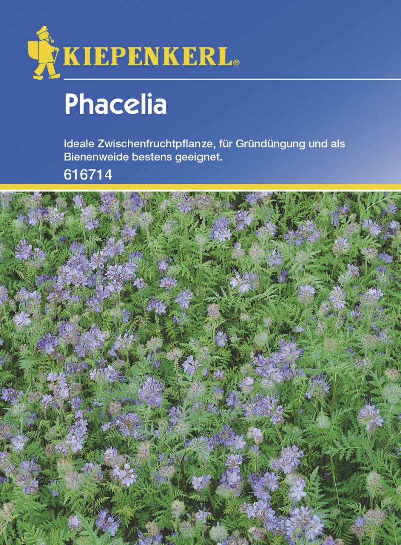 Kiepenkerl Phacelia 50 Gr Inhalt: 50 g von Kiepenkerl