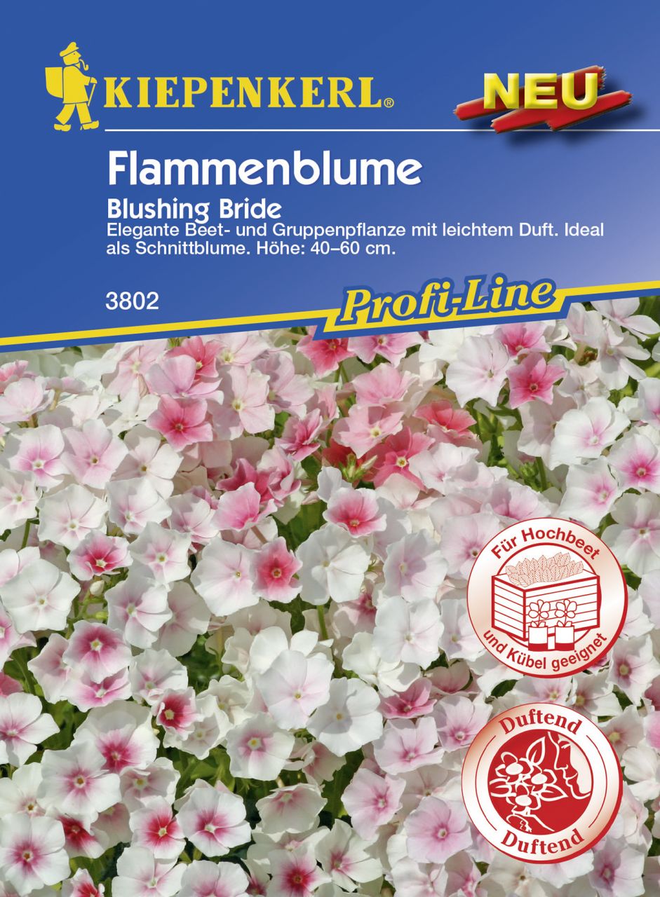 Kiepenkerl Phlox Blushing Bride Phlox drummondii, Inhalt: ca. 50 Pflanzen von Kiepenkerl