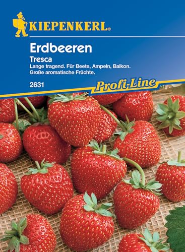Kiepenkerl Profi-Line Erdbeerensamen Tresca – Große aromatische Früchte, Einfache Anzucht, Ideal für Balkon & Garten, Mehrjährige Ernte, Erdbeeren Pflanzen Immertragend, Früchtesamen Kiepenkerl Profi-Line Erdbeerensamen Tresca – Große aromatische Früchte, Einfache Anzucht, Ideal für Balkon & Garten, Mehrjährige Ernte, Erdbeeren Pflanzen Immertragend, Früchtesamen von Kiepenkerl