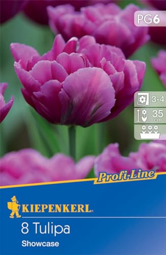 Kiepenkerl Profi-Line Gefüllte frühe Tulpe Showcase - Blumenzwiebeln für beeindruckende purpurne Blüten, Perfekt als Schnittblume, Tulpen Zwiebel-Set von Kiepenkerl