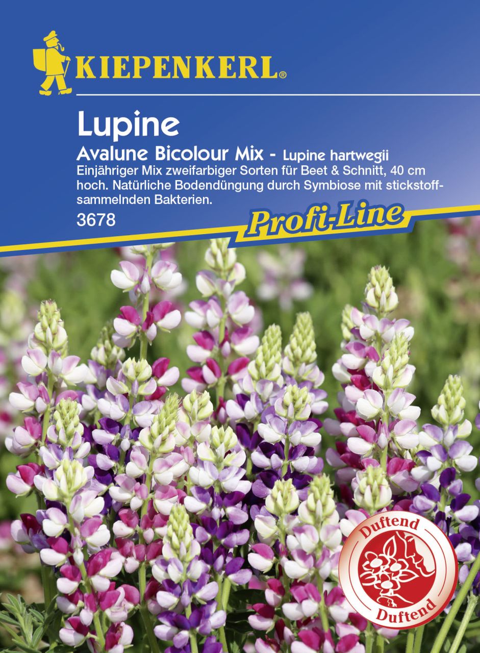 Kiepenkerl Profi-Line Lupine Avalune Bicolour Mix Lupinus hartwegii, Inhalt: ca. 35 Pflanzen von Kiepenkerl