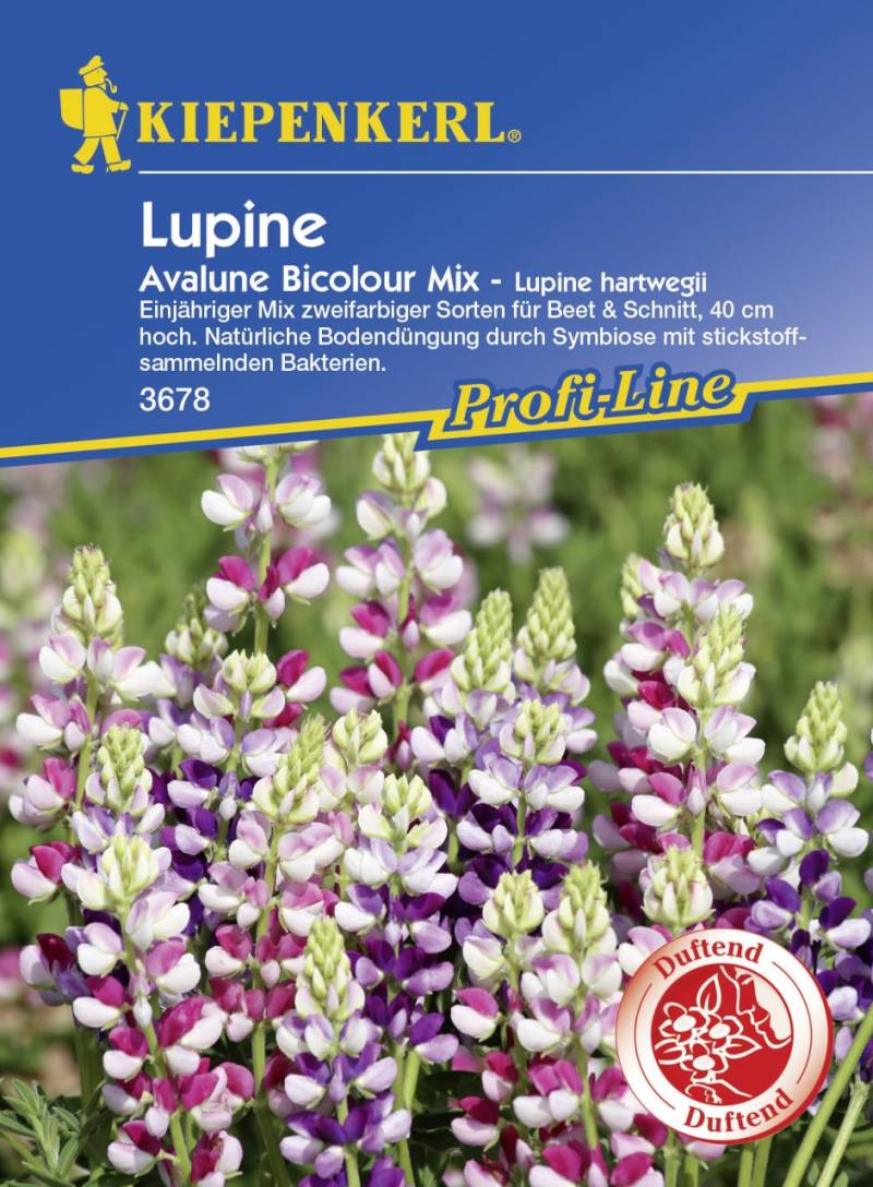 Kiepenkerl Profi-Line Lupine Avalune Bicolour Mix Lupinus hartwegii, Inhalt: ca. 35 Pflanzen von Kiepenkerl