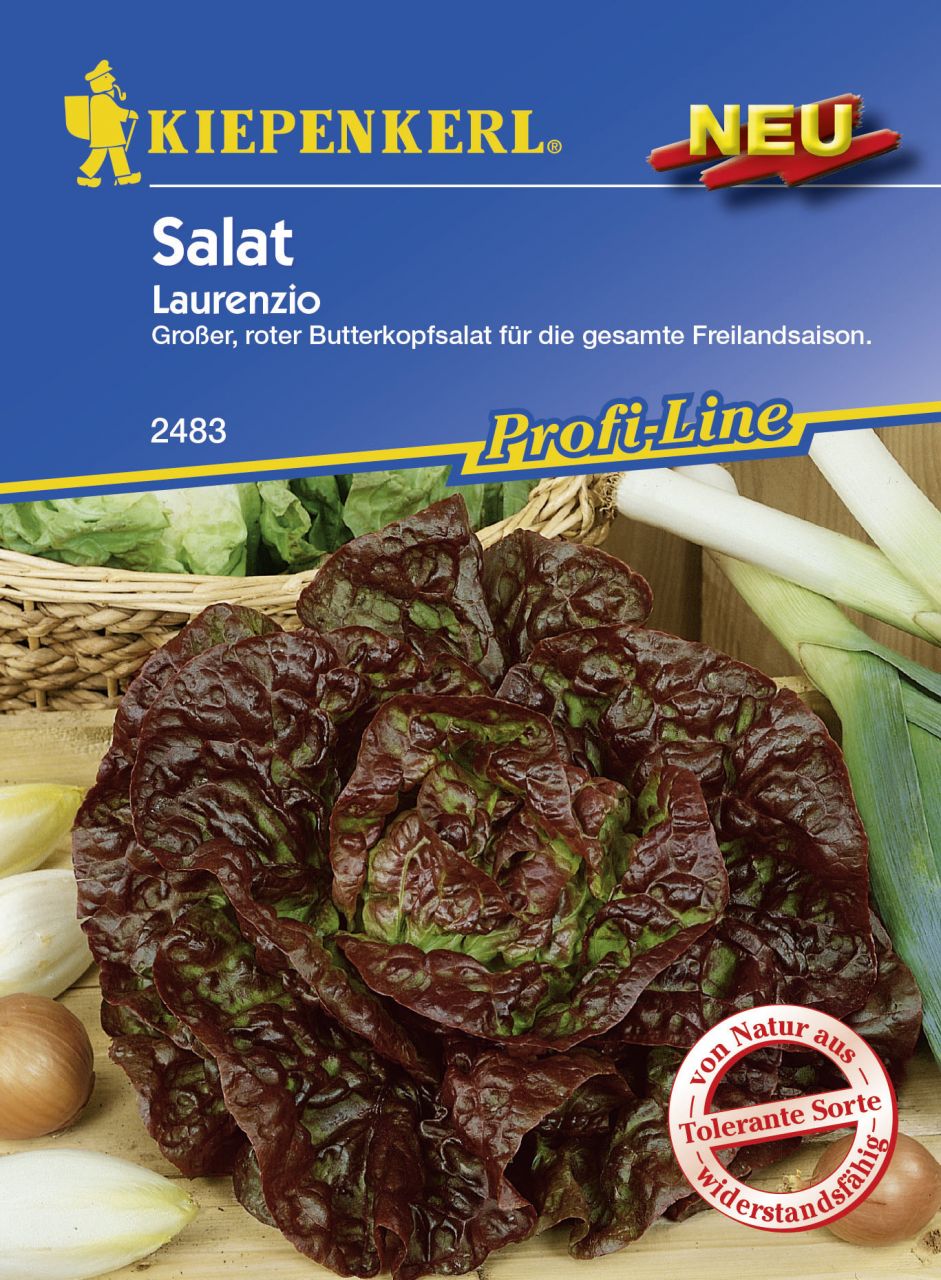 Kiepenkerl Profi-Line Salat Laurenzio Lactuca sativa var. capitata, Inhalt: ca. 70 Pflanzen von Kiepenkerl