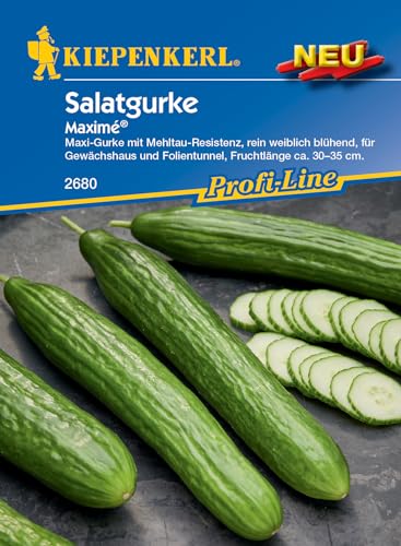 Kiepenkerl Profi-Line Salatgurkensamen Maximé® (Kaneco, F1) - Hochertragreiche F1-Hybride Gurkensamen, Mehltau-Resistent, Ideal für Gewächshaus, 30-35 cm Früchte, Profi-Line Gemüsesamen von Kiepenkerl