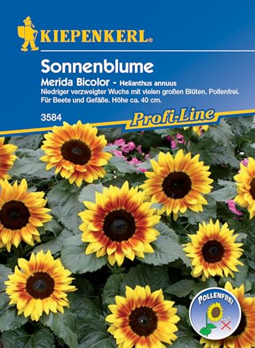 Kiepenkerl Profi-Line Sonnenblumensamen Merida Bicolor 3584 – Niedriger verzweigter Wuchs, ca. 40 cm Höhe, Pollenarme Blüten, für Töpfe und Beete, Blumensamen Mischung für 20 Korn Kiepenkerl Profi-Line Sonnenblumensamen Merida Bicolor 3584 – Niedriger verzweigter Wuchs, ca. 40 cm Höhe, Pollenarme Blüten, für Töpfe und Beete, Blumensamen Mischung für 20 Korn von Kiepenkerl
