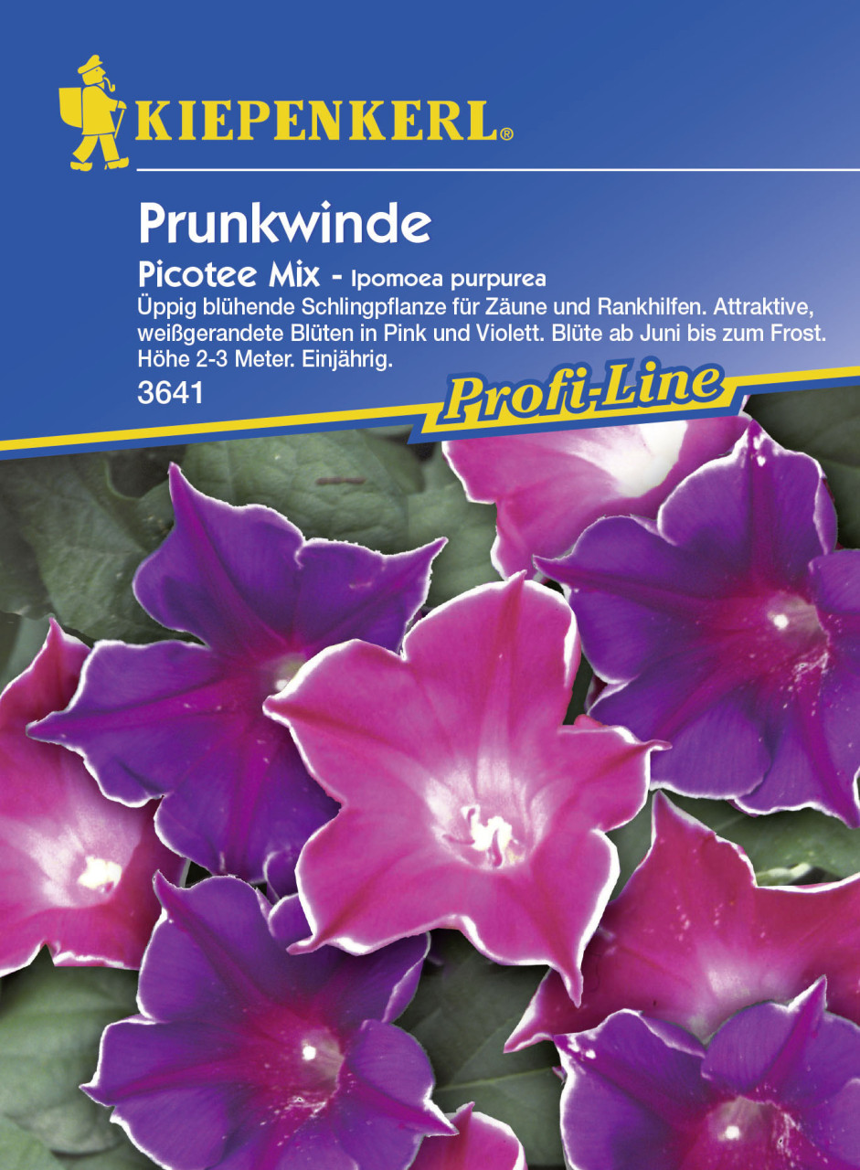 Kiepenkerl Prunk. Trichterwinde Picotee Ipomoea tricolor, Inhalt: ca. 20 Pflanzen von Kiepenkerl