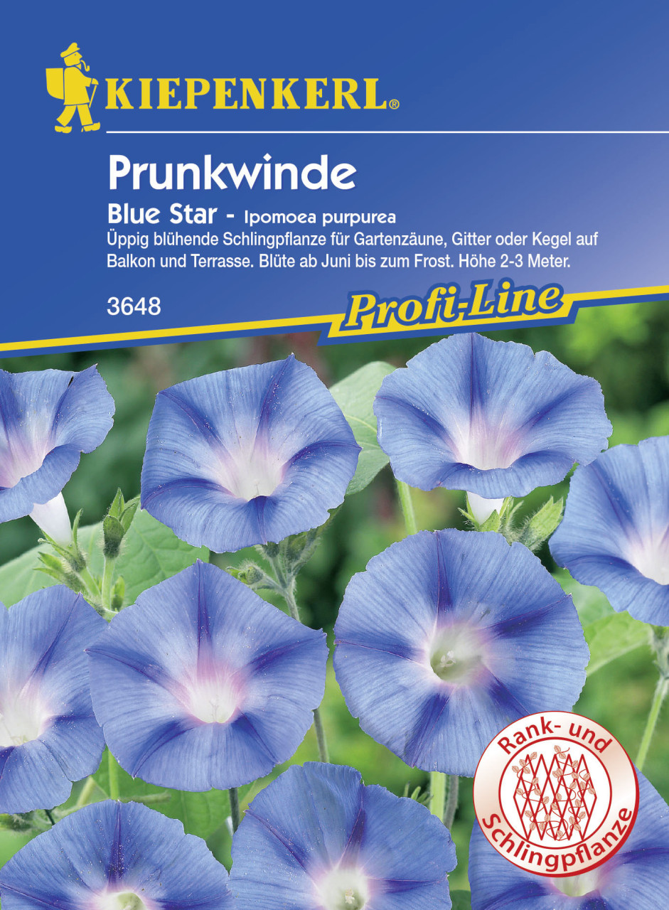 Kiepenkerl Prunkwinde Blue Star Ipomoea purpurea, Inhalt: ca. 20 Pflanzen von Kiepenkerl