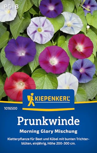 Kiepenkerl Prunkwindensamen Morning Glory Mischung 1016500 - Einjährige Blumensamen mit einer Wuchshöhe von 200 bis 300cm und einem Inhalt für 20 Pflanzen - Saatgut Kiepenkerl Prunkwindensamen Morning Glory Mischung 1016500 - Einjährige Blumensamen mit einer Wuchshöhe von 200 bis 300cm und einem Inhalt für 20 Pflanzen - Saatgut von Kiepenkerl