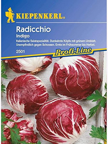 Kiepenkerl Radicchio Indigo von Kiepenkerl