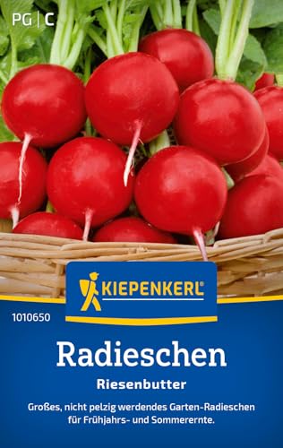 Kiepenkerl Radieschensamen Riesenbutter 1010650 – Großes, nicht pelzig werdendes Garten Radieschen - circa 10-20cm - Gemüsepflanzen, Saatgut, Samen Gemüse Kiepenkerl Radieschensamen Riesenbutter 1010650 – Großes, nicht pelzig werdendes Garten Radieschen - circa 10-20cm - Gemüsepflanzen, Saatgut, Samen Gemüse von Kiepenkerl
