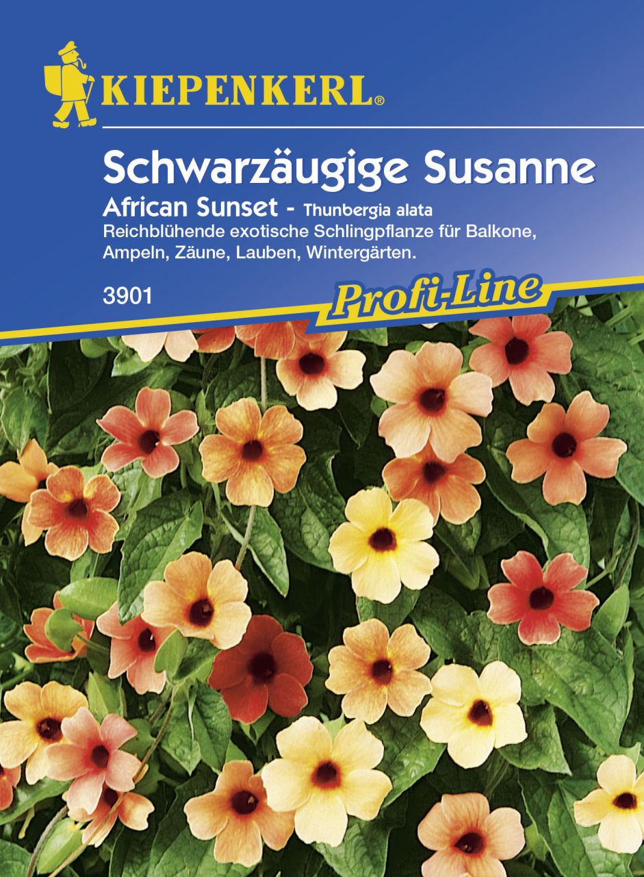 Kiepenkerl Schwarzäugige Susanne African Sunset Thunbergia alata, Inhalt: 10 Korn von Kiepenkerl