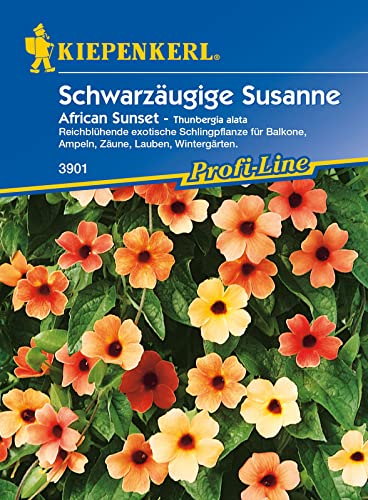 Kiepenkerl Schwarzäugige Susanne African Sunset von Kiepenkerl