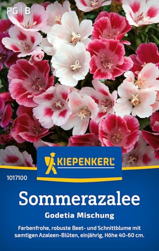 Kiepenkerl Sommerazaleesamen Godetia Mischung 1017100 - Einjährige Blumensamen mit einer Wuchshöhe von 40 bis 60cm und Inhalt für 100 Pflanzen - Saatgut Kiepenkerl Sommerazaleesamen Godetia Mischung 1017100 - Einjährige Blumensamen mit einer Wuchshöhe von 40 bis 60cm und Inhalt für 100 Pflanzen - Saatgut von Kiepenkerl